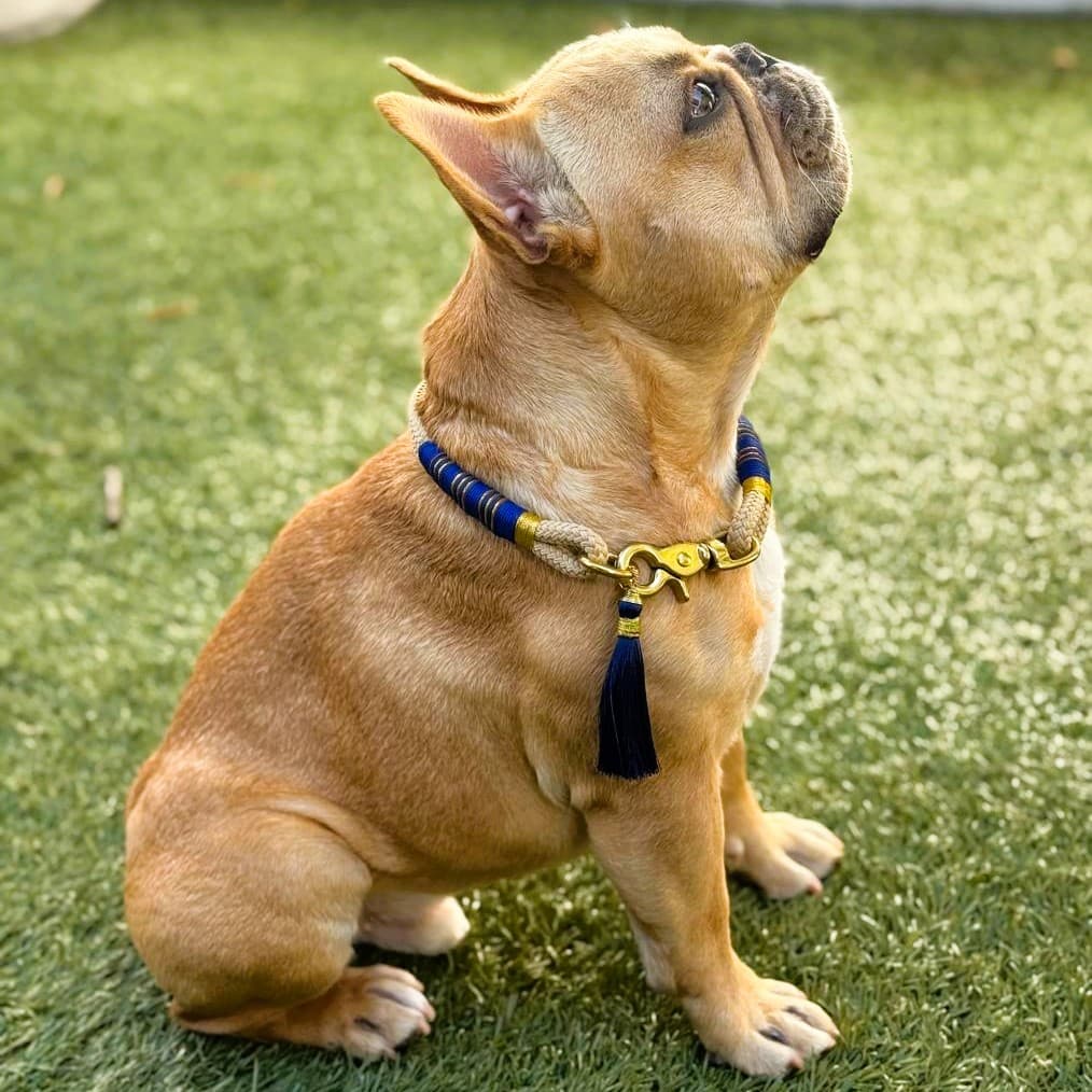 Strand Royal Rope Collar lifestyle